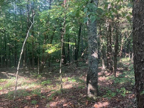 Lewis Auction